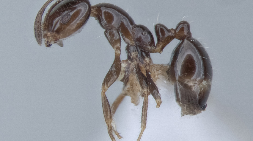 Researchers Discover Hundreds Of New Ant Species In Northern Australias Tropics The National 8393